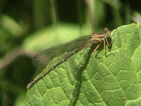 Blue-fronted Dancer (Coenagrionidae: Argia apicalis) Female on Leaf