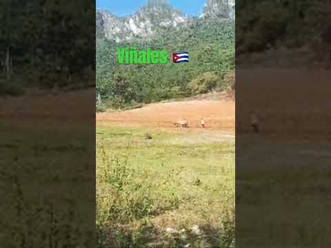 Un guajiro en el campo de Viñales, Pinar del Rio Cuba