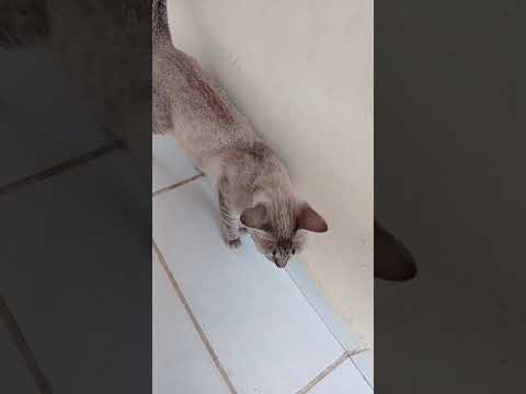 Vídeo de Petisca