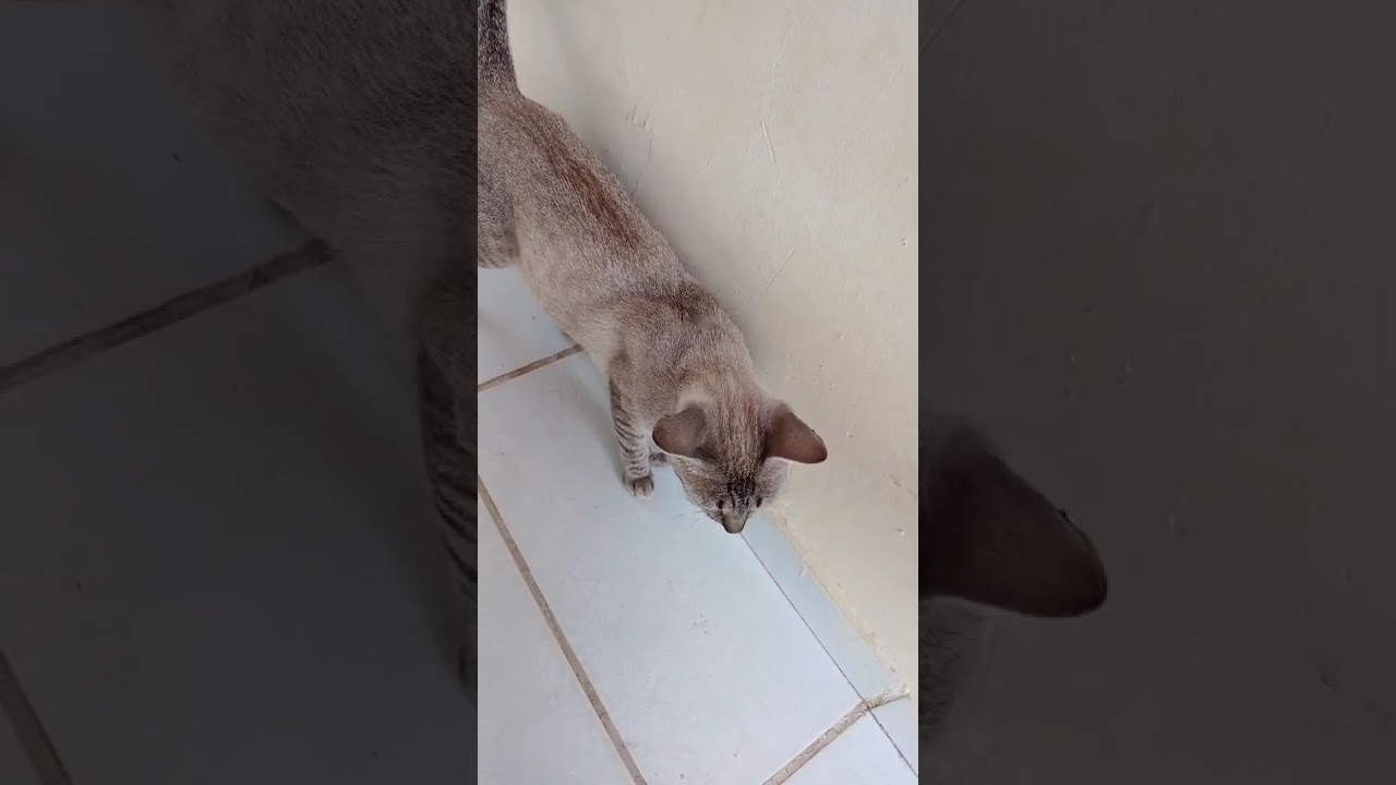 Gato raça SRD-ViraLata idade 2 anos nome Petisca