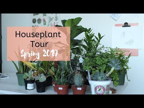 Houseplant Tour Spring 2019 | Whole Collection! // Angels Grove Co
