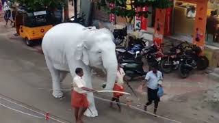 White Elephant in Tamilnadu India