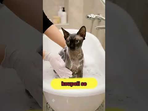Nikdy nekupujte tuto kočku!