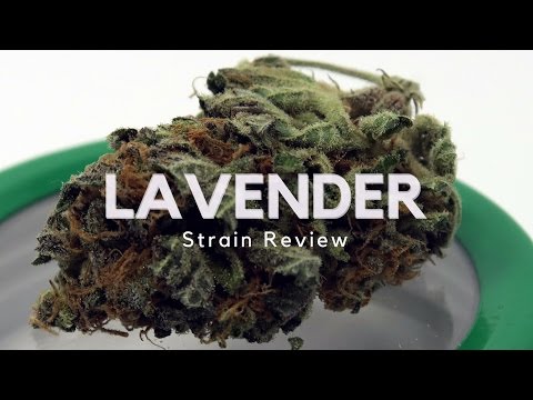 image-Is lavender a weed in Australia?
