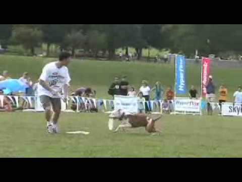 Wallace the Pit Bull - SkyWorldIndRd2