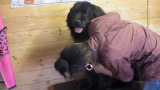 dog grooming #2 (newfoundland dog)