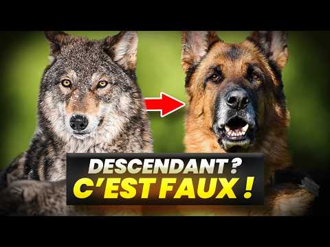 Everything you know about the Wolf is FALSE!