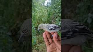 Download lagu lure the sirtu bird, get an old one, the color has faded #sirtu #pikatsirtu #shorts mp3