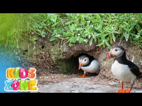 Different type of bird nests for kids | Bird nest designs | What are nests made of? | Nests of birds