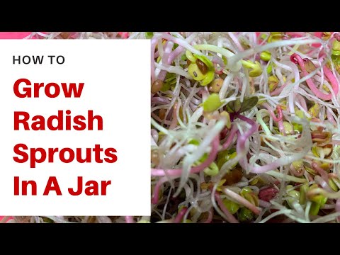 How To Grow Radish Sprouts In A Jar (Just 5 Days!)