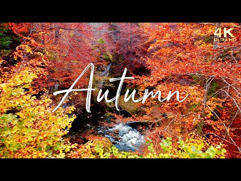 🍁 Enchanting Autumn Nature Scenes with Forest Sounds & Peaceful Music 🍁 No Ads Fall Background