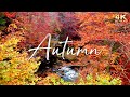 Enchanting Autumn Nature Scenes With Forest Sounds Peaceful Music No Ads Fall Background