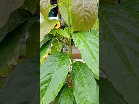 つまようじピットアボカドの木の育て方