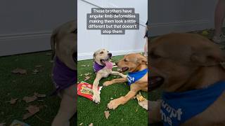 Video preview image #1 Boxador Puppy For Sale in Huntley, IL, USA