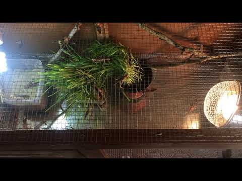 Wanderheuschrecken züchten Teil 1: Das Terrarium