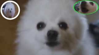 Cover art for Spidogger Dance