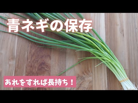 ねぎの保存方法:こうすれば長持ちします 庭の練習
