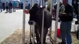 preview picture of video '2013 Fryeburg Maine Fair by Bill Barbin Real estate Agent'