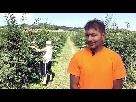 Naša priča ep. 358 07.07.2022. Ježevica, porodica Krstić, voćarstvo, berba višanja