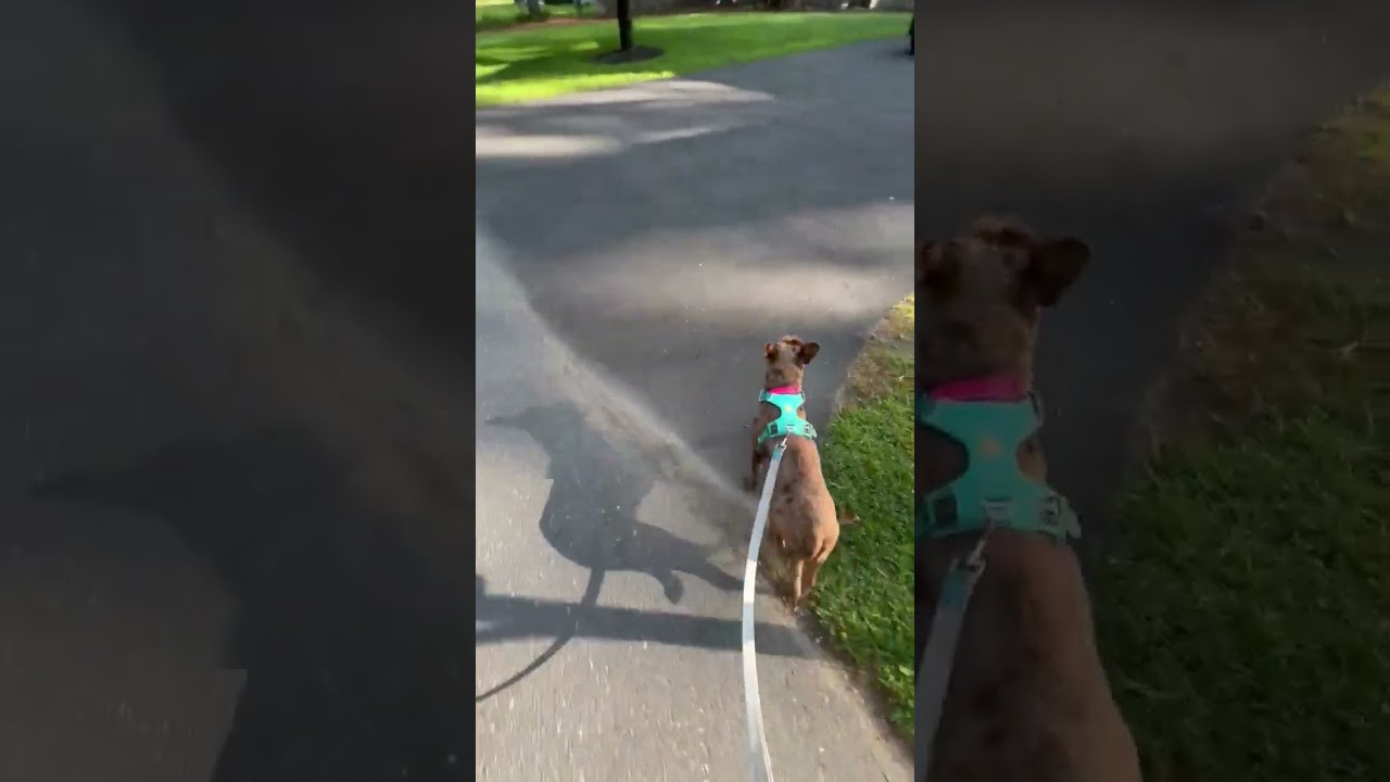 Enlarge Lollie, an adopted mixed breed in Sudbury, MA video 6/6