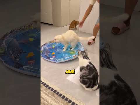 Ce chat a détruit un lit à eau