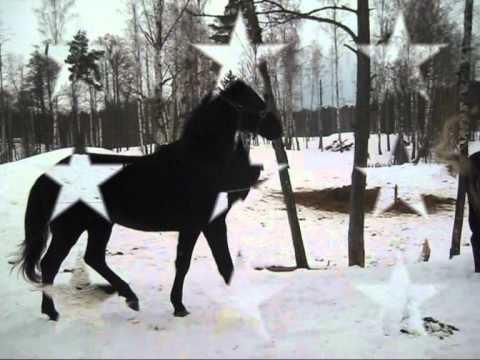 Don Priamos(Don Primero/Amiral)