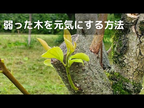 黄色くなったThujaの生垣：復活させることはできるでしょうか？どのような治療法を節約すればよいでしょうか？  庭園