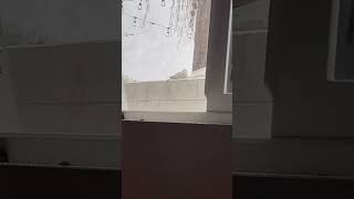 Dove sitting outside