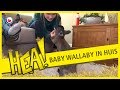 HEA!: Een baby wallaby in huis!
