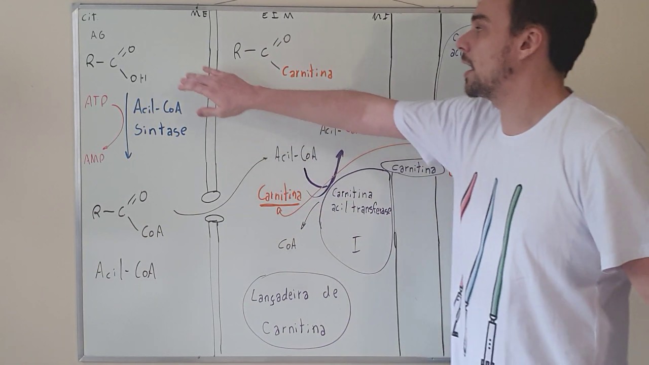 Ativação de AG e controle da beta-oxidação via lançadeira de carnitina