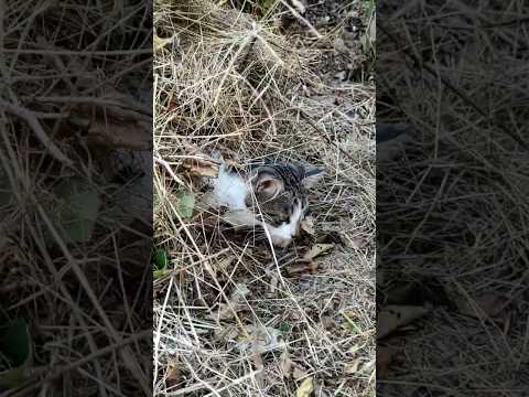 "Kediler harika canlılar 🐈🌿"Cats are wonderful creatures