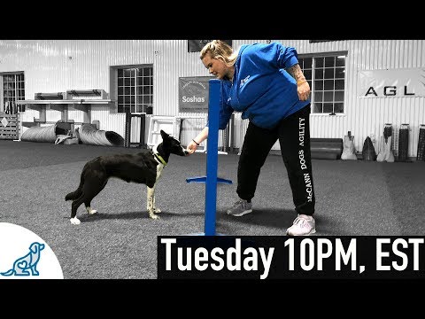 Teaching Independent Backside Slices And Wraps - Dog Agility Videos