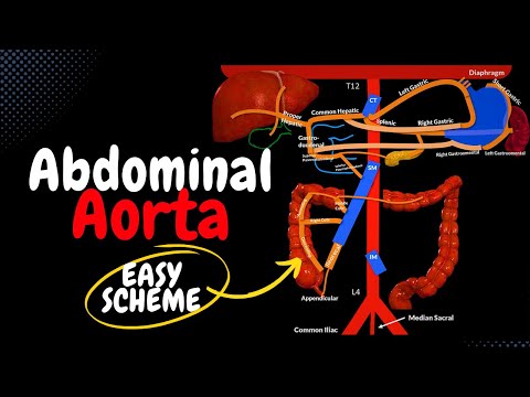 Abdominal Aorta Scheme (Course, Branches, Mnemonics) | Anatomy