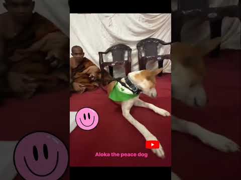 🐾 Sri Lanka’s Most Pampered Peace Ambassador! Our dear Aloka is certainly being treated like a VIP