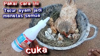 Download lagu CUKUP PAKAI CARA INI, SUPAYA TELUR AYAM JADI MENETAS SEMUA mp3