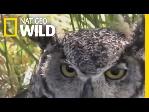 Regurgitating Owl | Nat Geo Wild