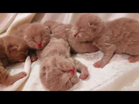 British shorthair lilac kittens super sweet adorable babies fluffy soft hiss paw stroke mew purrfect