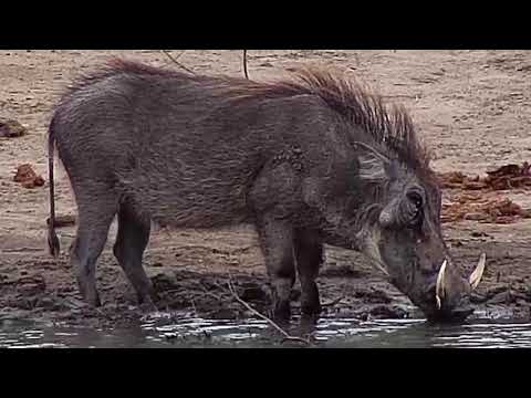Djuma: Warthog - 13:23 - 07/23/20