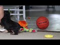 Cocker Spaniel dogs for sale: Hazel - Video 1