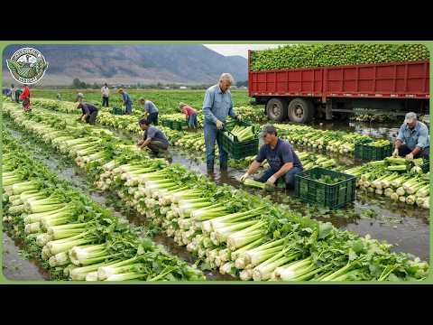 Amazing Global Harvest 2026 Rush – Billions Tons of Crops Are Being Harvested Worldwide