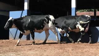 Vídeo 201 - 1ª ETAPA MEGA LIQUIDAÇÃO TOTAL AGROPECUÁRIA MARAJOARA - DIA 4 | GADO GIROLANDO E HOLANDÊS