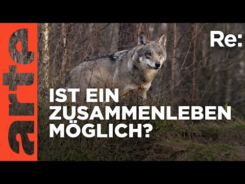 Video Thumbnail: Wer hat Angst vor dem Wolf? | ARTE Re: