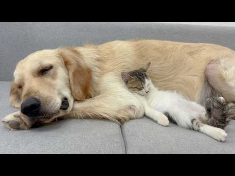 YouTube 썸네일