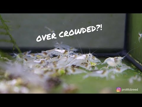 download lagu mp3 mp4 Snowball Shrimp, download lagu Snowball Shrimp gratis, unduh video klip Snowball Shrimp