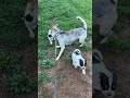 Mixed Breed dogs for sale: Spot - Video 1
