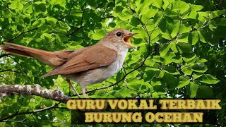 Download lagu Guru Vokal Terbaik SIKATAN LONDO Gacor #sikatanlondo #masteranburung #sikatanlondogacor mp3 Download lagu Guru Vokal Terbaik SIKATAN LONDO Gacor #sikatanlondo #masteranburung #sikatanlondogacor mp3
