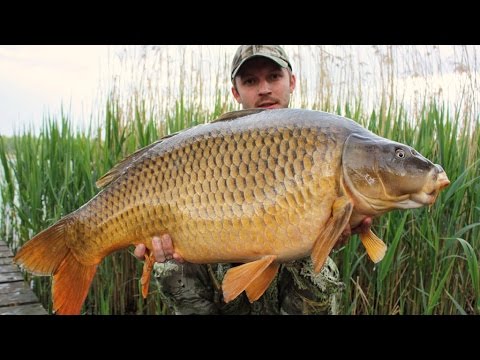 Three Carp Over 20 kg In Two Days With SBS