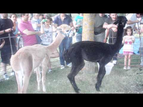 Trashumancia 2012   Brieva de Cameros