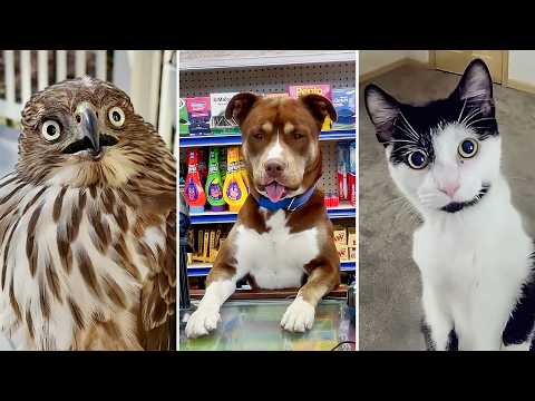 Meilleures vidéos de la décennie | animaux les plus drôles