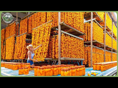 How Millions of Dried Persimmons Are Made – Inside the World’s Most Expensive Persimmon Farms